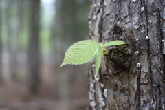 Ostrya virginiana image