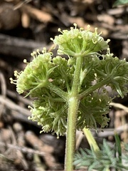 Lomatium juniperinum