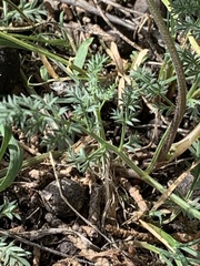 Lomatium juniperinum