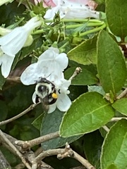 Bombus impatiens