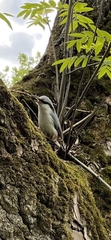 Sitta europaea