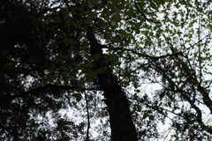 Ostrya virginiana image