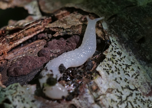 Ghost Slug