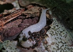 Selenochlamys ysbryda