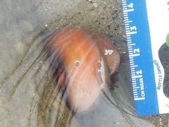 Crepidula norrisiarum