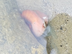 Crepidula norrisiarum