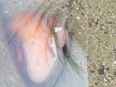 Crepidula norrisiarum