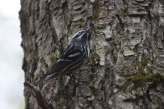 Mniotilta varia image