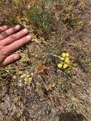 Lomatium triternatum platycarpum