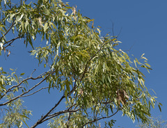 Eucalyptus normantonensis