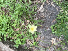 Zephyranthes citrina