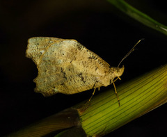 Amphidecta pignerator