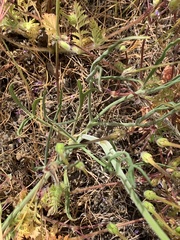 Lomatium triternatum platycarpum
