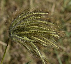 Dichanthium sericeum polystachyum