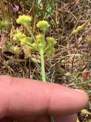 Lomatium triternatum platycarpum