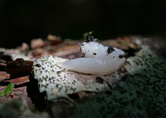 Selenochlamys ysbryda