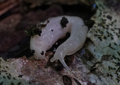 Selenochlamys ysbryda