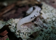 Selenochlamys ysbryda