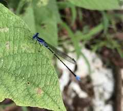 Argia gaumeri