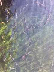 Anguilla dieffenbachii