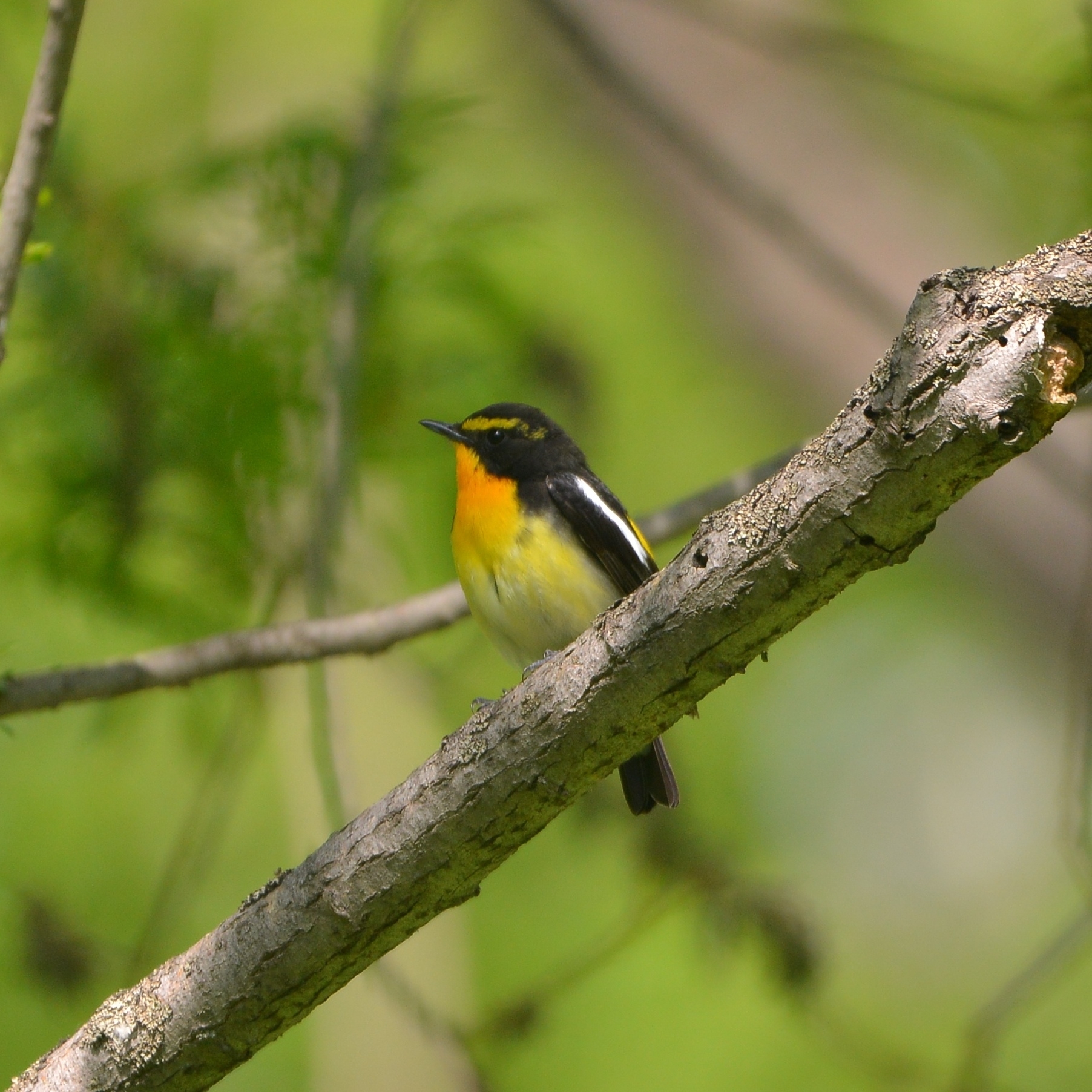Narcissus Flycatcher (Ficedula narcissina)