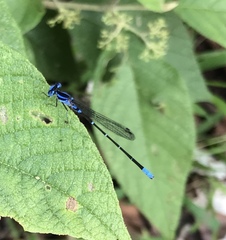 Argia gaumeri