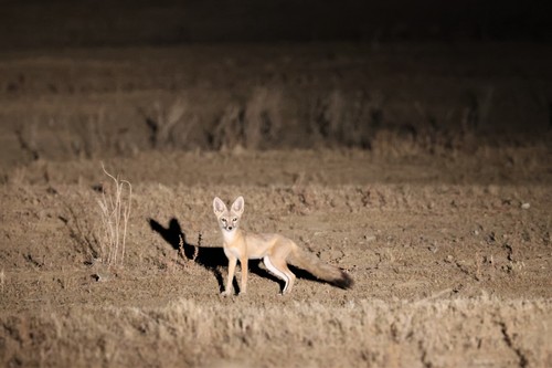 San Joaquin Kit Fox photographed in California