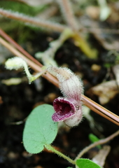 Aristolochia reticulata