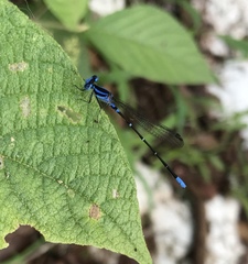 Argia gaumeri