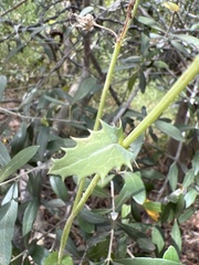 Crepis vesicaria