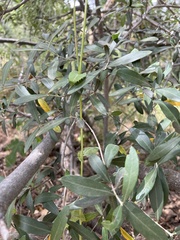 Crepis vesicaria