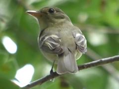 Empidonax flaviventris