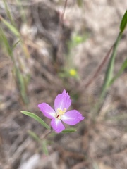 Clarkia lassenensis