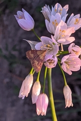 Pyrausta neglectalis
