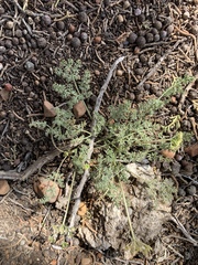 Lomatium juniperinum