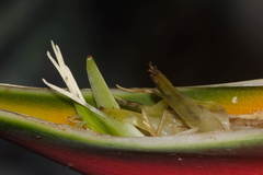 Lobster Claw Heliconia