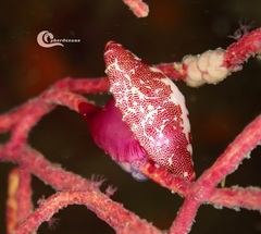 Simnia spelta