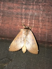 Peratodonta heterogyna