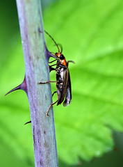 Cyrtomoptera divisa