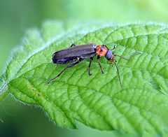 Cyrtomoptera divisa