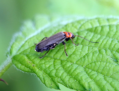 Cyrtomoptera divisa