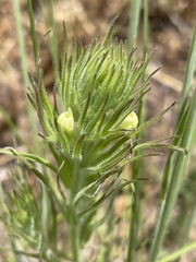 Castilleja tenuis