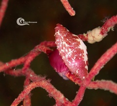 Simnia spelta