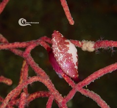 Simnia spelta