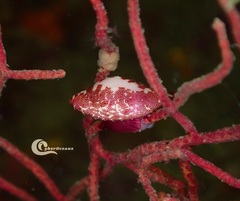 Simnia spelta