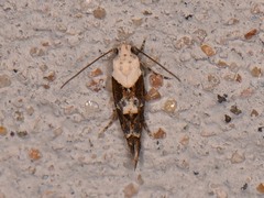 Mompha murtfeldtella