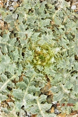 Onopordum acaulon