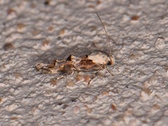 Mompha murtfeldtella