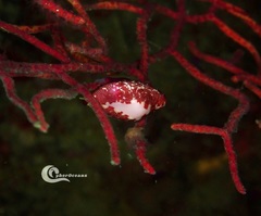 Simnia spelta