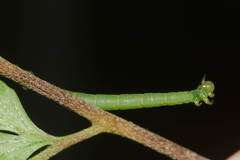 Eupithecia orichloris